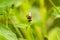 Yellow Hover Fly on flower