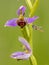 Yellow Hoverfly near Pink flowers of Bee orchid