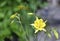 Yellow Hummingbird Trumpet on a warm Summer day