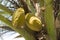 Yellow husk coconuts on coconut palm