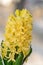 Yellow Hyacinthus orientalis, garden hyacinth flowers bulb