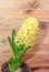 Yellow Hyacinthus orientalis, garden hyacinth flowers bulb