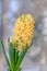 Yellow Hyacinthus orientalis, garden hyacinth flowers bulb