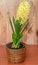 Yellow Hyacinthus orientalis, garden hyacinth flowers bulb