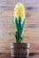 Yellow Hyacinthus orientalis, garden hyacinth flowers bulb, wood