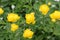 Yellow hybrid globeflower flowers