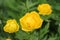 Yellow hybrid globeflower flowers in close up