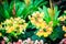 Yellow hybrid Rieger begonias (Begonia x hiemalis) are called wi