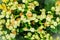 Yellow hybrid Rieger begonias (Begonia x hiemalis) are called wi