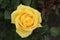 Yellow hybrid tea rose, Diamonds Forever