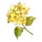 Yellow hydrangeas. Floral botanical flower. Wild spring leaf wildflower isolated.