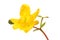 Yellow hypericum flower
