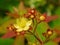 Yellow Hypericum Flower and Buds