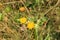 Yellow Hypochaeris radicata on wild meadow.