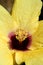 Yellow ibiscus macro crop photograph detail