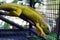 yellow iguana on the branch