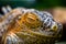 Yellow iguana closeup