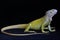 A yellow iguana with an elegant pose.