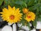 Yellow immortelles are plants in which flowers have hard petals. Drying, these flowers retain their shape and color. Germany