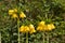 Yellow Imperial Crown - Fritillaria imperialis