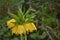 Yellow Imperial Crown - Fritillaria imperialis