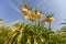 A yellow Imperial Crown or Kaiser`s crown, fritillaria imperialis, photographed in full bloom