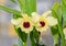 Yellow imperial orchid branch flower, Dendrobium Frieda Bratanata