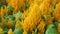 Yellow Improved Celosia