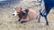 Yellow Indian Adorable Bull Is Sitting.