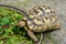 Yellow Indochinese box turtle