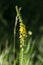 Yellow inflorescence of common agrimony