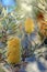 Yellow inflorescence and flowers of the Australian native Silver Banksia, Banksia marginata