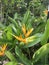 Yellow inflorescence and green leaves of Parrots Plantain, Parrot`s Plantain Heliconia psittacorum