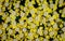 Yellow inflorescence herb(Achillea millefolium)