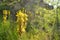 Yellow inflorescences of Asphodeline lutea in dense grass. Close-up, blurred background, selective focus. Spring wild flowers in