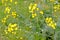 Yellow inflorescences of field cabbage Brassica campestris L