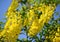 The yellow inflorescences of golden shower Laburnum anagyroides