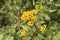 Yellow inflorescences of tansy flowers Tanacetum vulgare