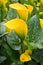 Yellow inflorescences of Zantedeschia elliottiana, golden arum or calla lily, plants in flower