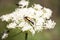 Yellow insect eating over white flower