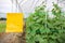 Yellow insect glue trap cucumber plant in greenhouse agriculture