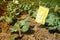 Yellow insect glue trap on kale plot. Yellow insect board trap.