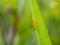 Yellow Insect Perched on The Leaf