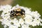 Yellow insects copulating over white flower