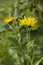 Yellow Inula