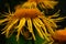 Yellow inula flower thin petals sunny flower garden sunflower
