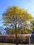 Yellow ipe - Tree