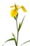 Yellow iris