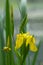 Yellow Iris