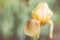 yellow iris close up in a blurry grass background